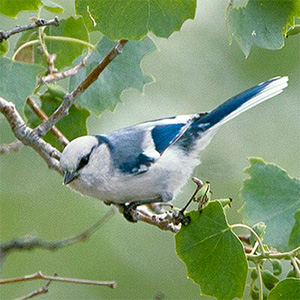 Azure Tit